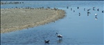 043 Various Shorebirds - Ding Darling NWR Sanibel Island FL